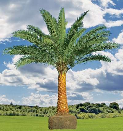 palm trees pictures. the date palm tree