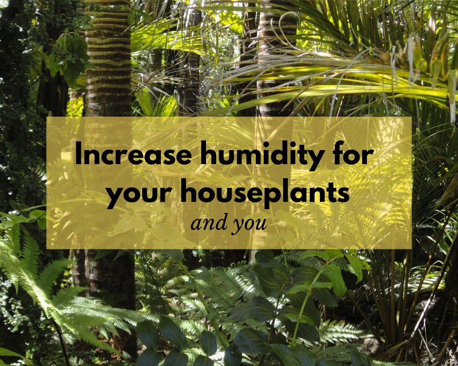 ways to increase humidity for houseplants