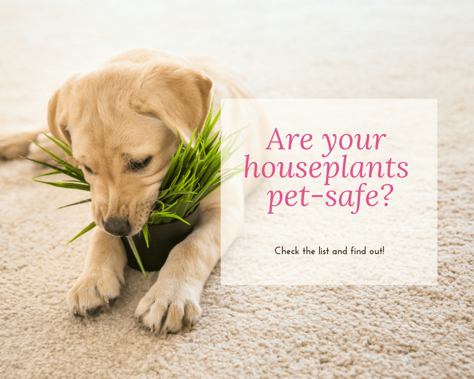 baby golden labrador chewing on a potted houseplant