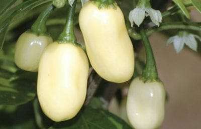 White Habanero Pepper Seed Germination