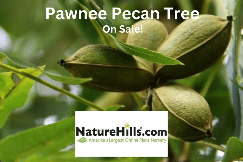 closeup of pecans on a pecan tree