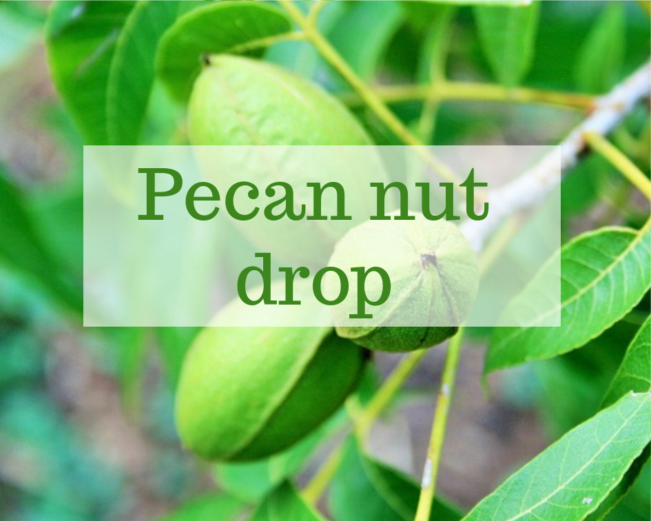 closeup of immature pecan nuts on a tree