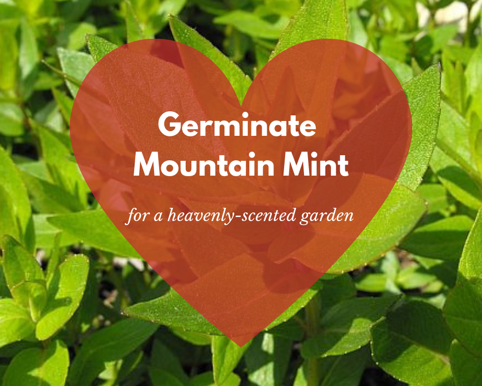 Mountain Mint Germination with Liquid Smoke