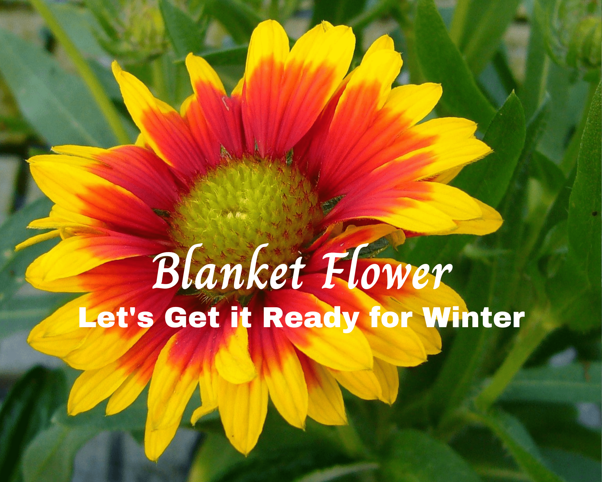 how to get blanket flower ready for winter