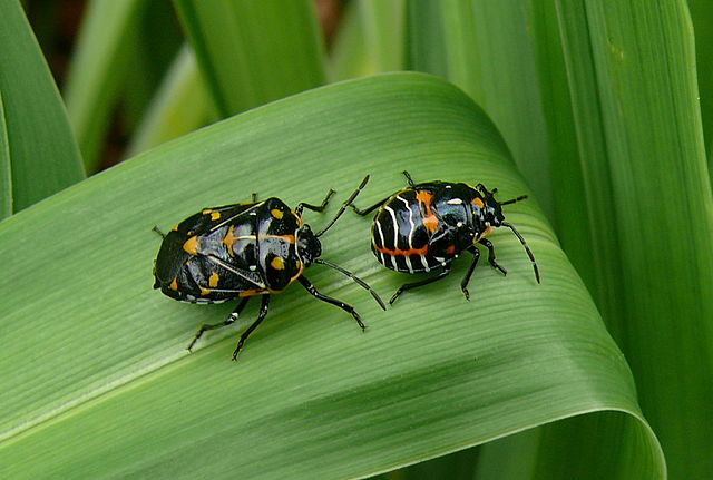 Two harlequin cabbage bugs on a leaf