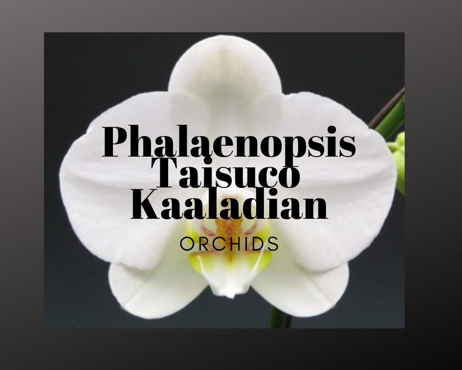 closeup of Phalaenopsis Taisuco Kaaladian white orchid