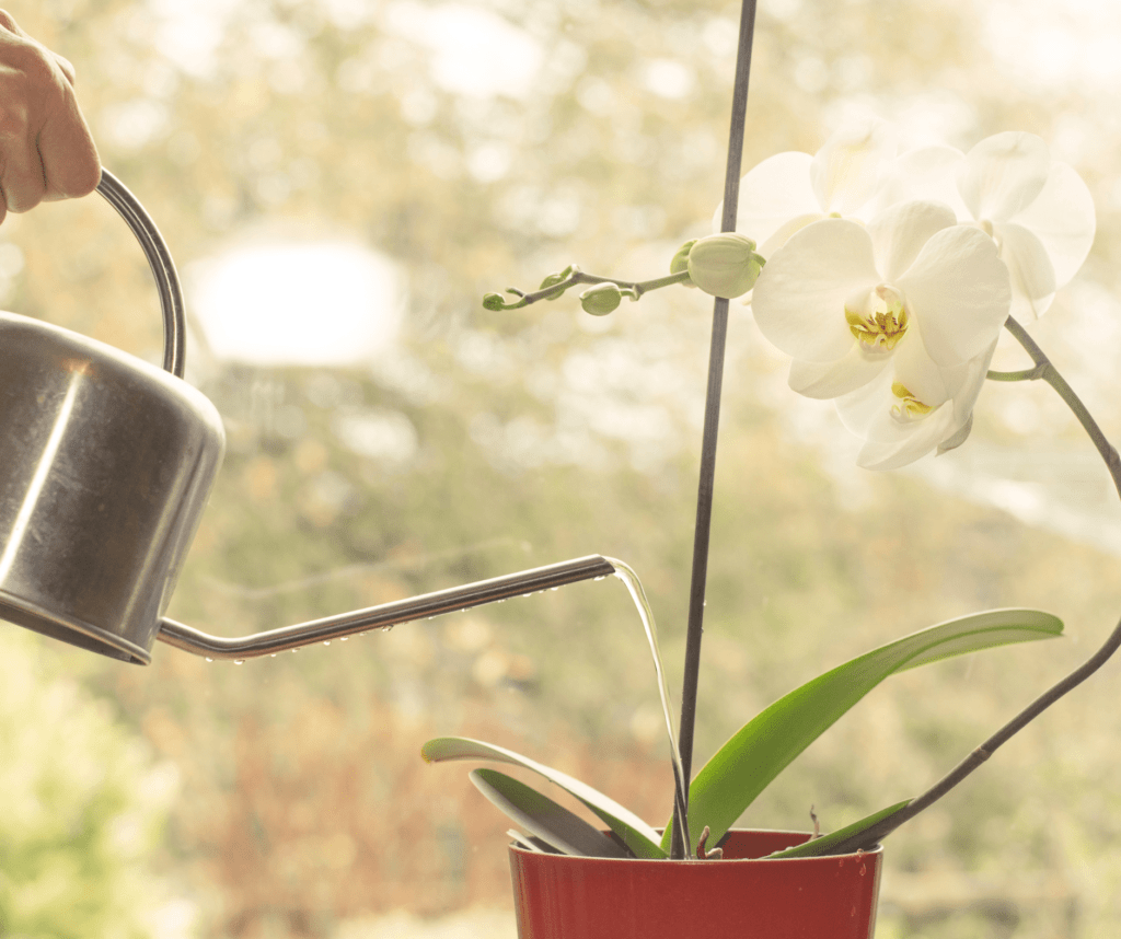 Hand holding a silver watering can pouring water onto an orchid in a red pot