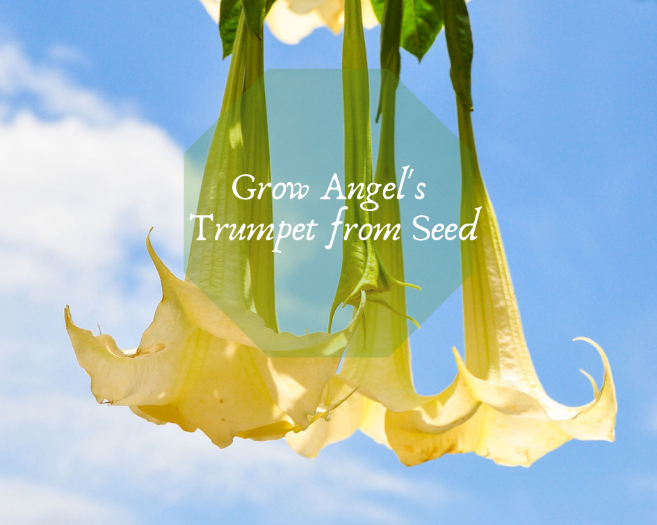 Three mature angel's trumpet flowers hanging from the plant