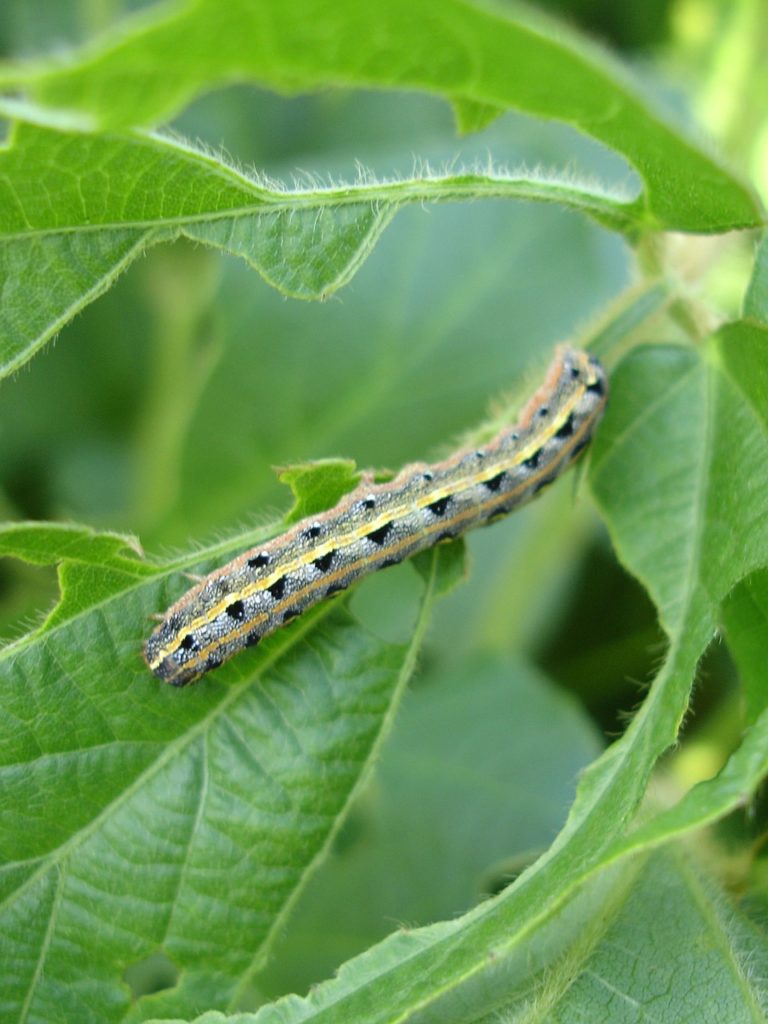 Armyworm on a soybean leaf, green with yellow stripes down the back