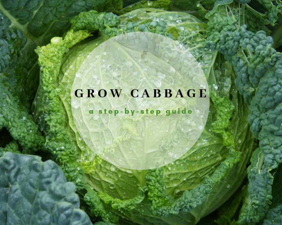 Growing Cabbage in Winter
