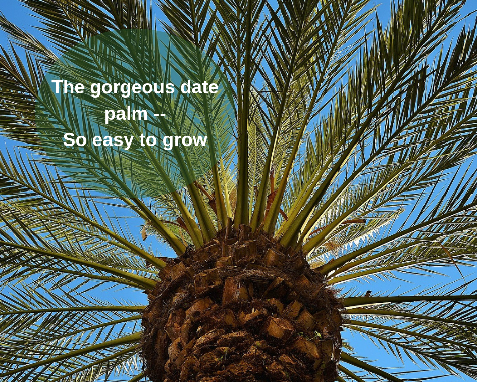 grow date palm