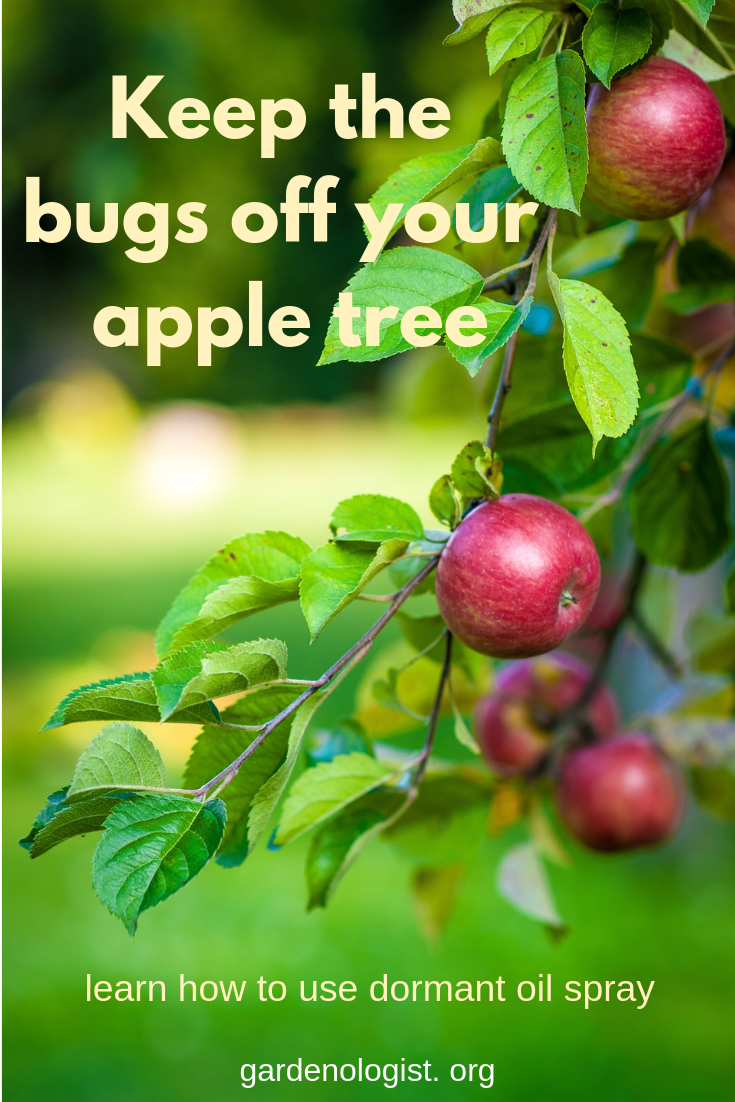Go After Apple Tree Pests With Dormant Oil Spray