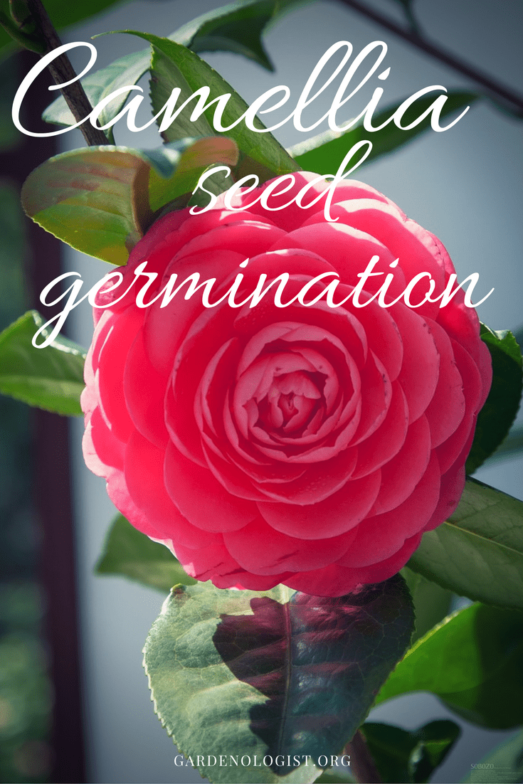 Grow Camellia from Seed