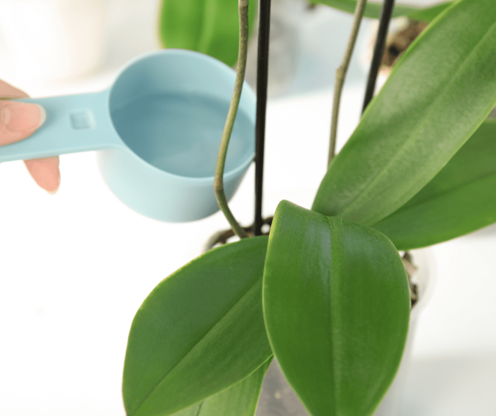 Hand holding a blue measuring spoon filled with liquid fertilizer to pour on orchid