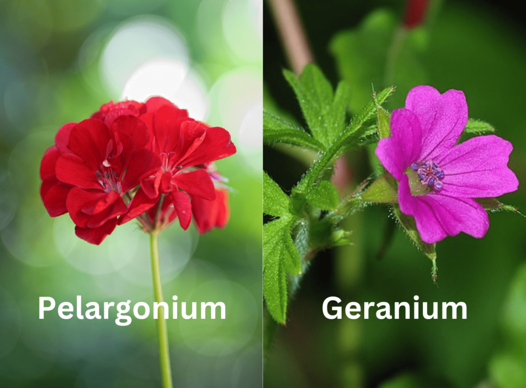 red pelargonium on the left half of picture, purple geranium on the right