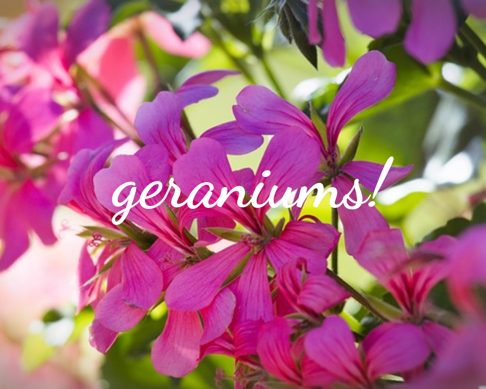 closeup of bright pink geranium petals