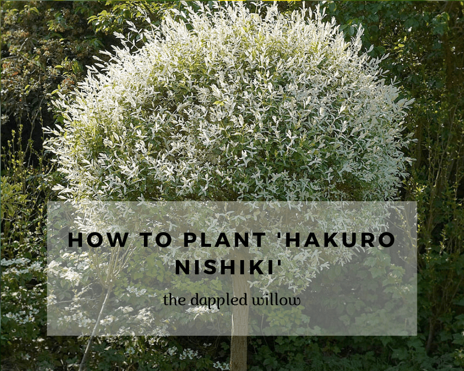 How to Plant Hakuro Nishiki (Salix Integra)