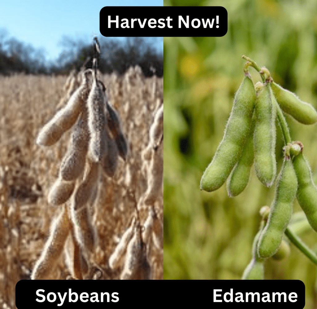what soybeans and edamame look like when they're ready to harvest