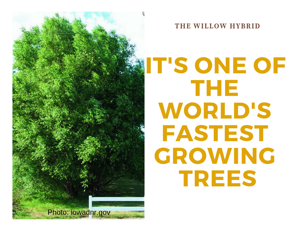 Willow Hybrid Tree
