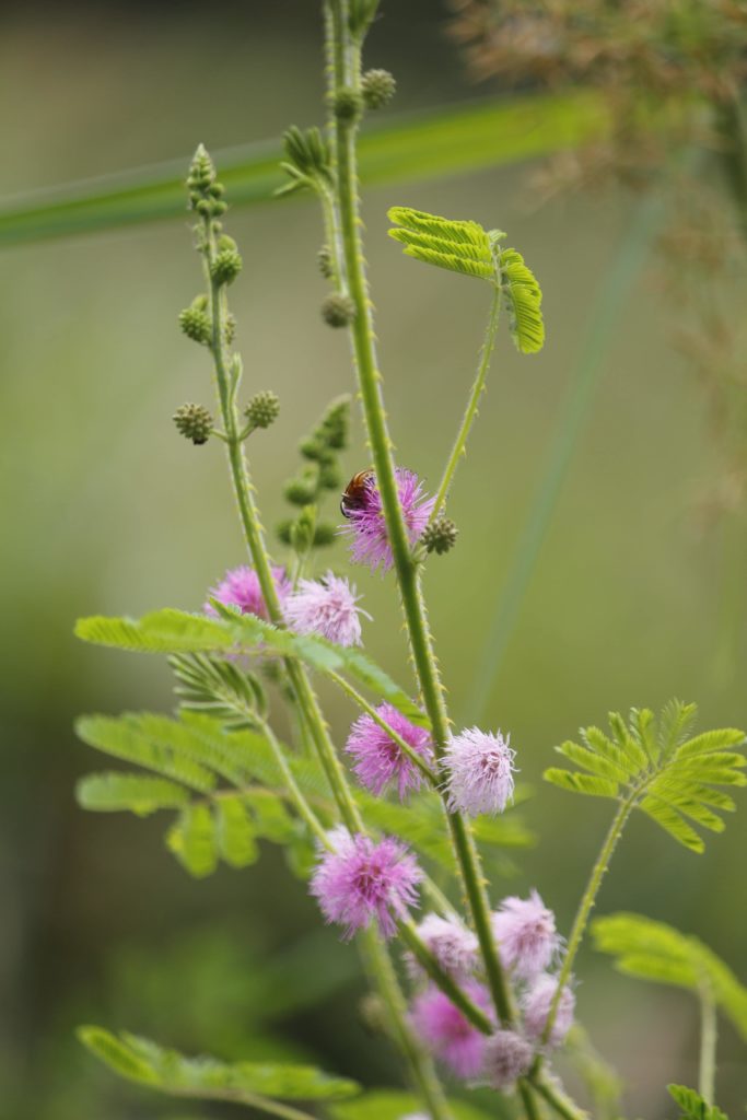 young mimosa tree with pink fluffy flowers on the branches