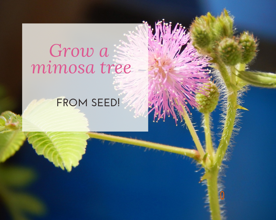 How To Germinate Mimosa Tree Seeds