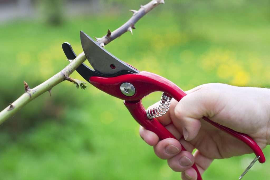 closeup of a hand holding a pair of red-handled pruning shears about to cut a branch