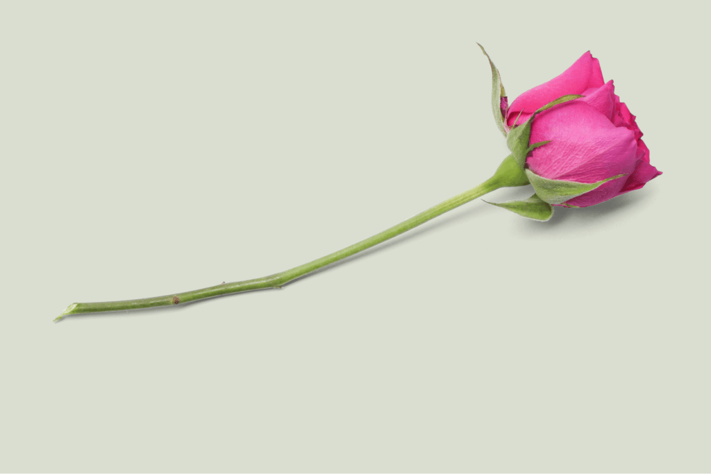 dark pink rose on a light green background