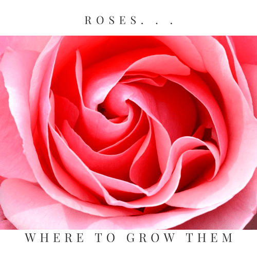 Where to plant roses
