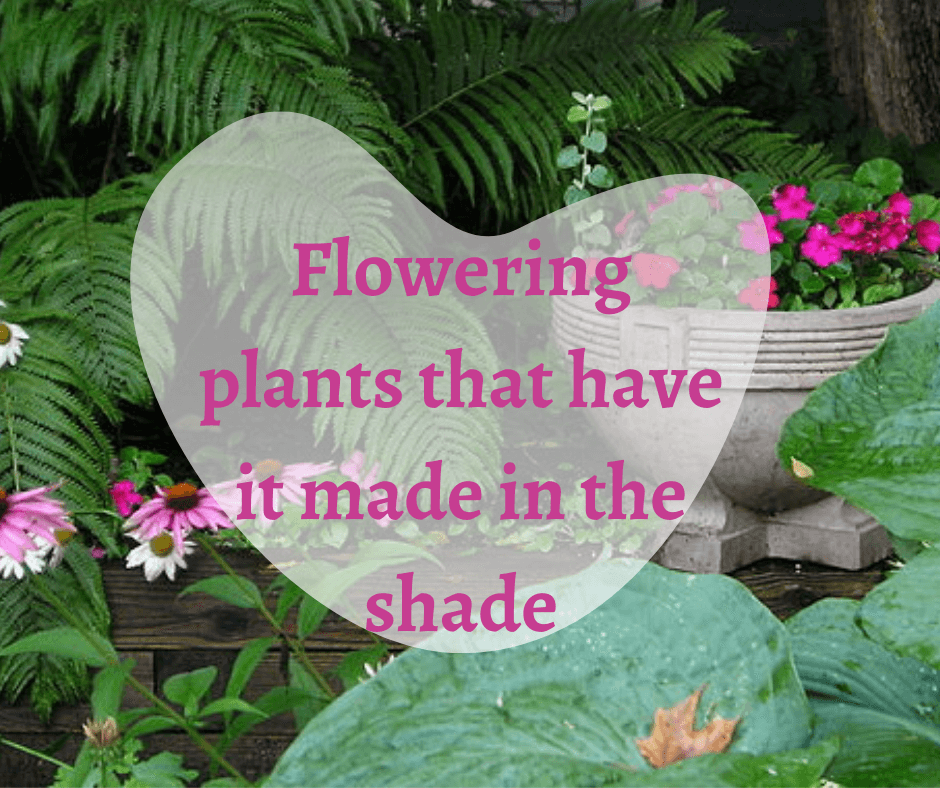 Gorgeous plants that grow in the shade