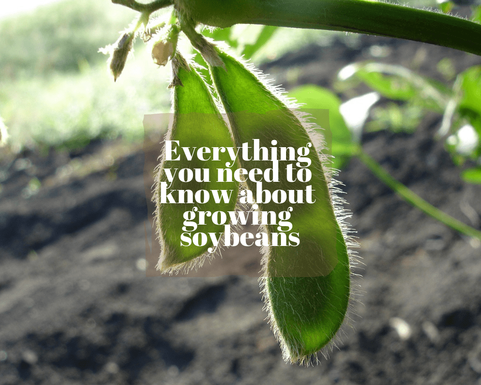 Growing Soybeans (Edamame)