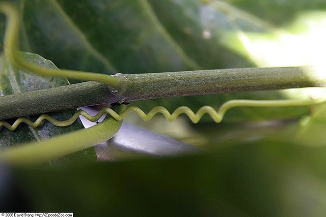 Cissus amazonica closeup of tendrils