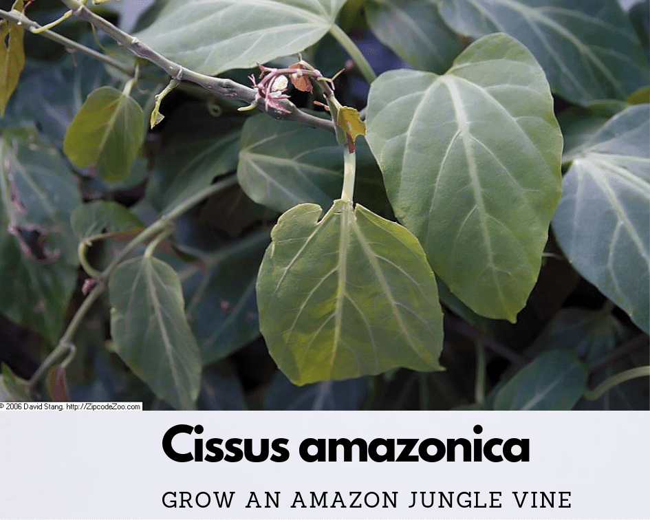 Cissus amazonica vine closeup