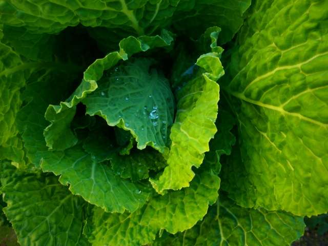 grow cabbage quickly