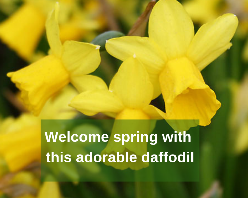 How to Care for Narcissus Tete-a-Tete