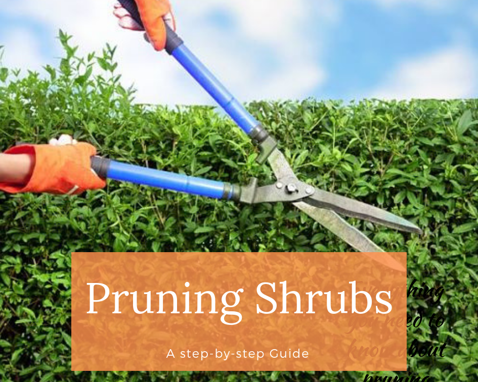 how to prune shrubs