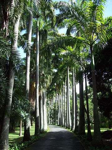 barbados royal palm