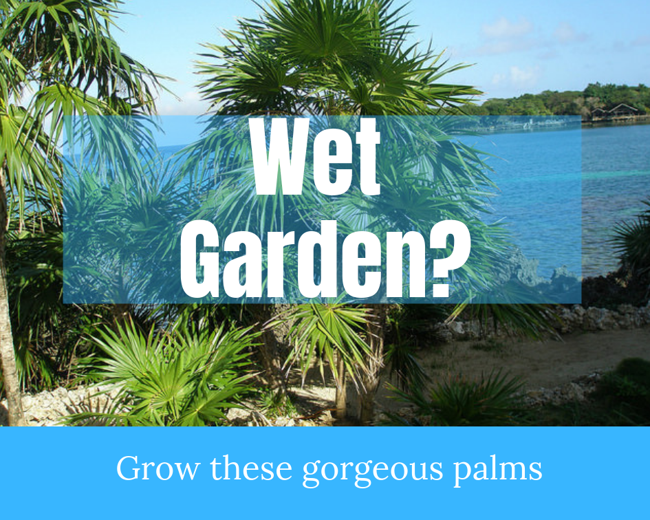 Wet Garden? Consider a Palm Tree