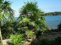 palms for wet gardens