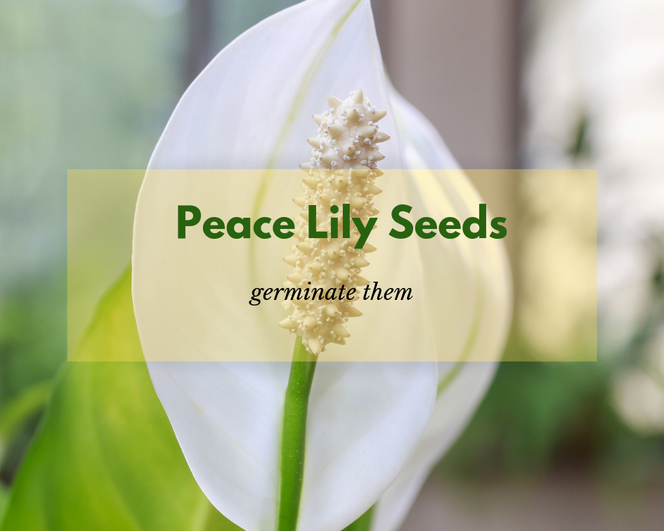 Peace Lily Seed Germination