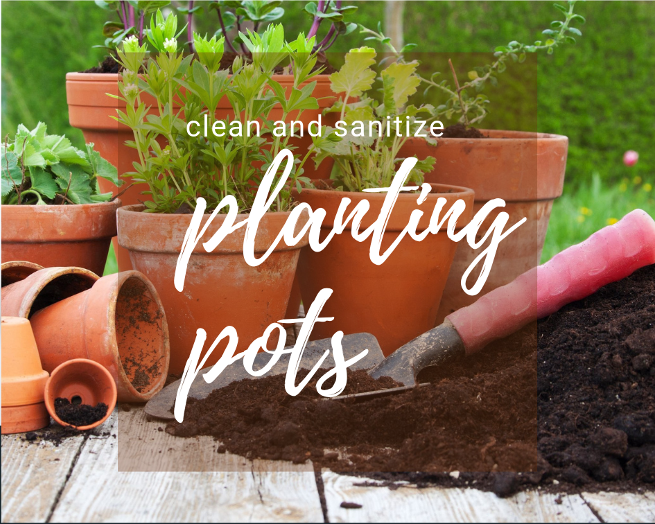 How To Clean and Sterilize Gardening Pots 