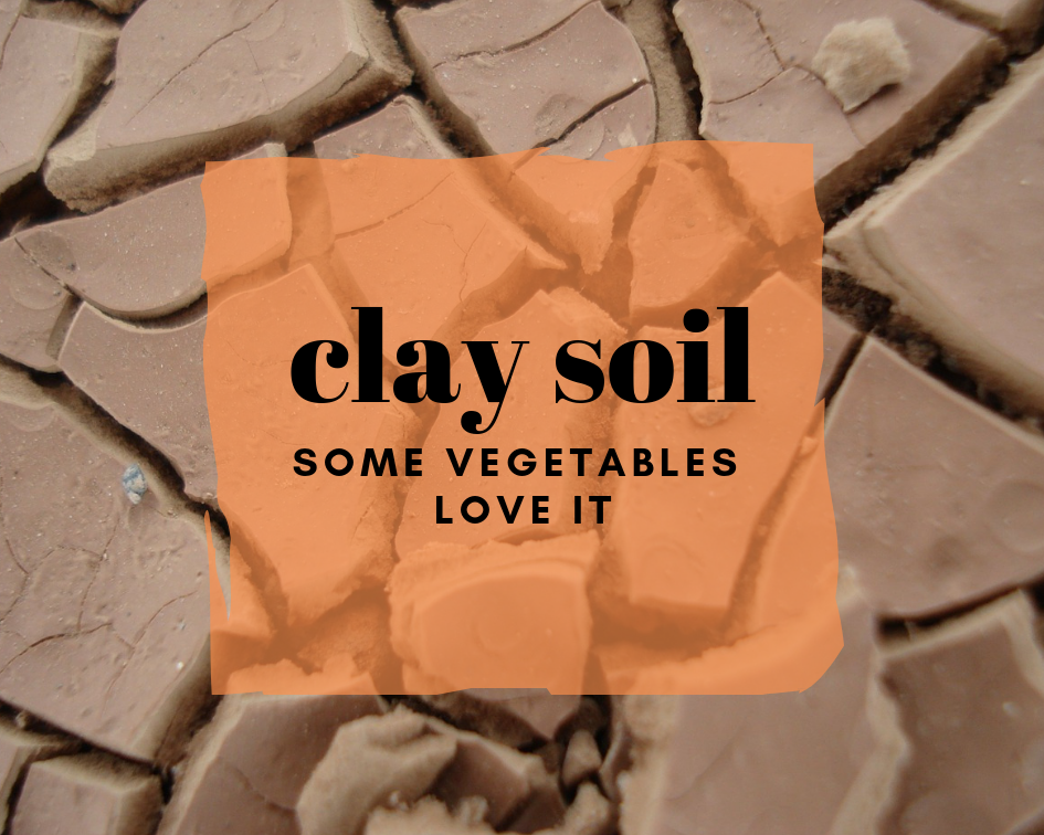 Can I Grow Vegetables in Clay Soil?