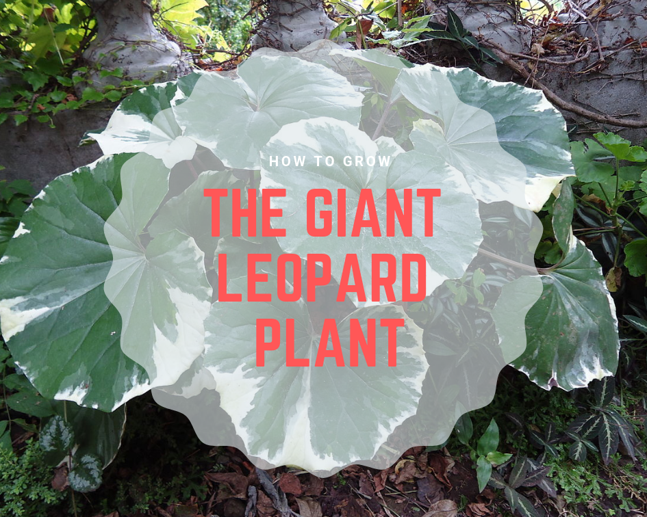 giant leopard plant