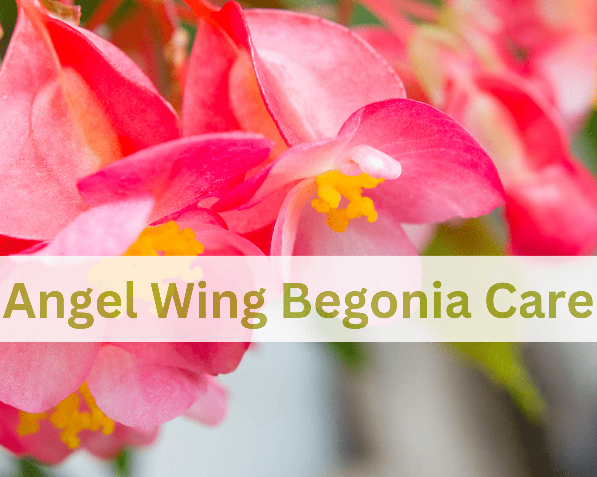 Care of Angel Wing Begonias