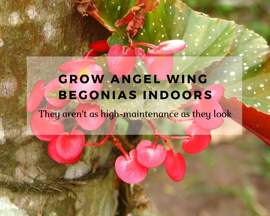 Grow Angel Wing Begonias Indoors | Gardenologist