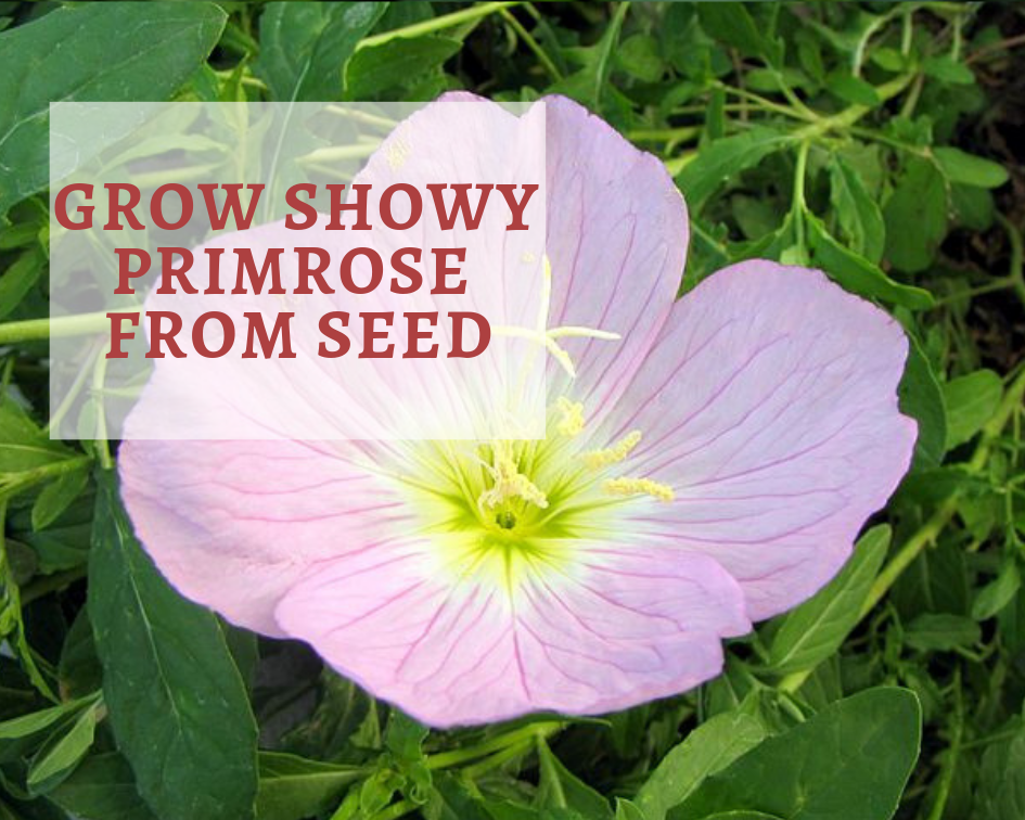Growing Showy Primrose from Seeds