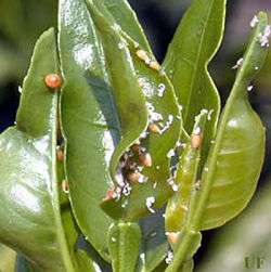 small, aphid like insects on citrus