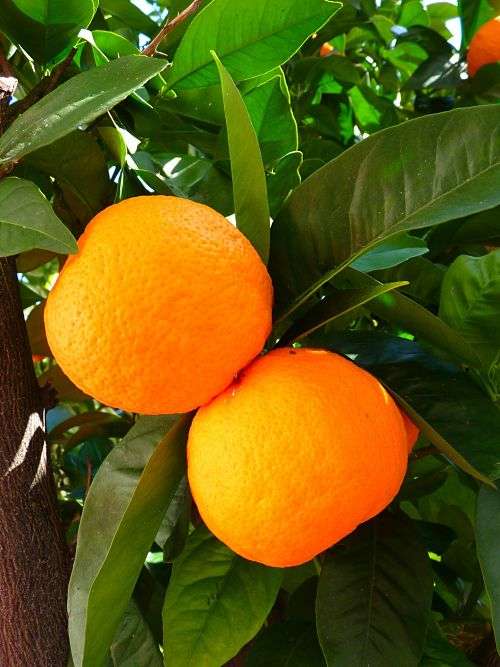 sick citrus trees
