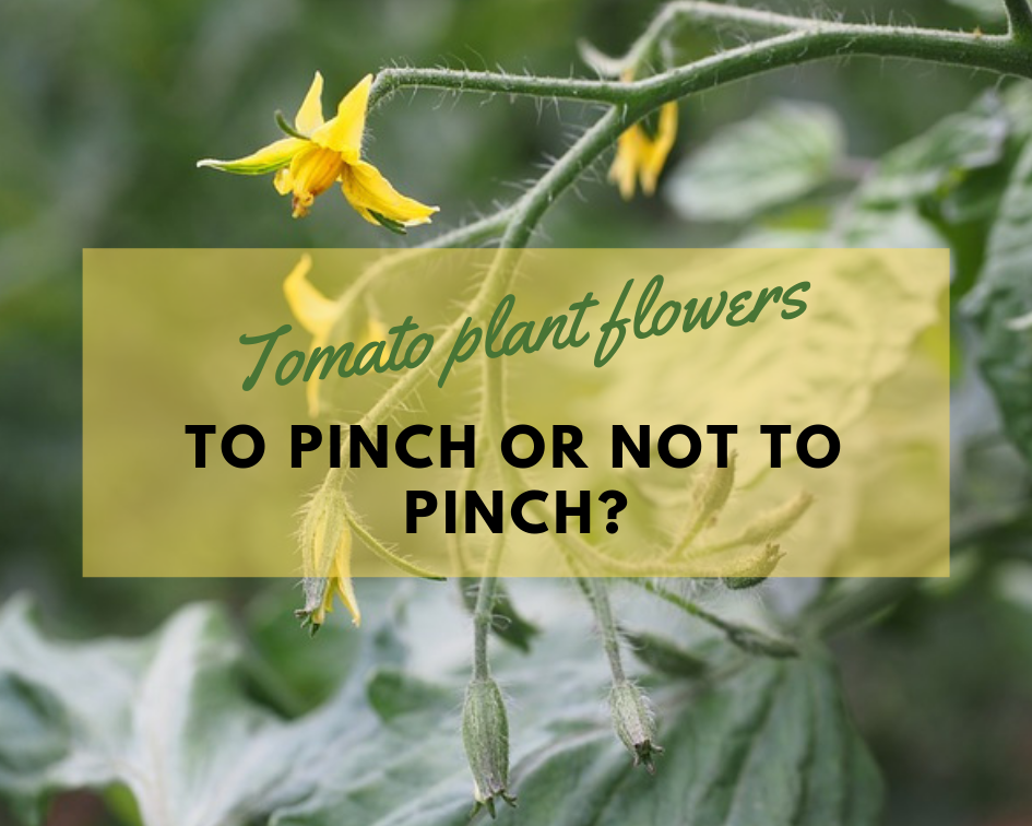 Should the First Flowers or Buds of a Tomato Plant be Pinched Off?