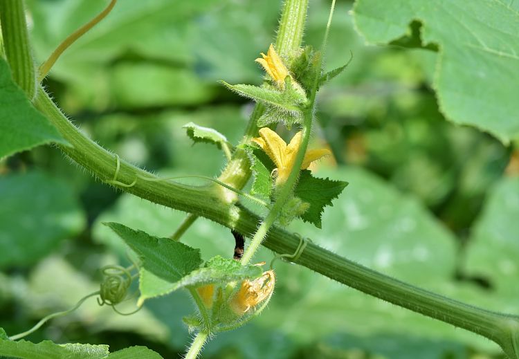 closeup of tomato plant flowers