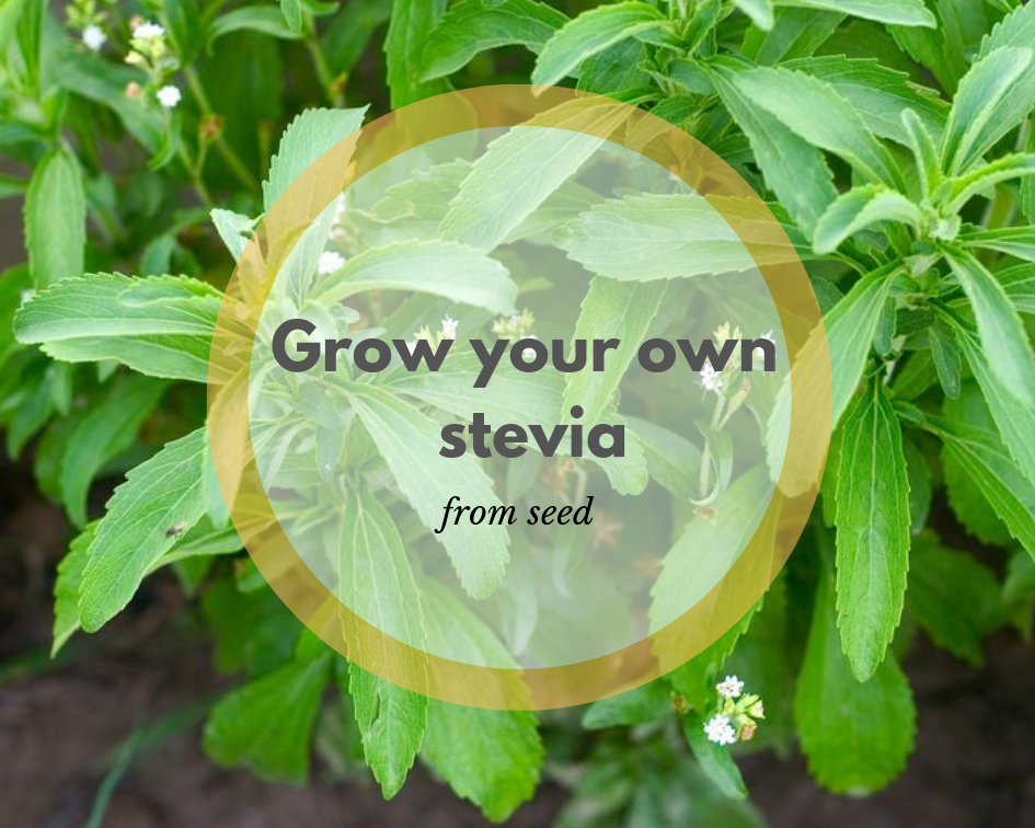 Grow Stevia from Seed
